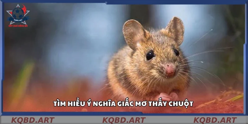 Mơ thấy chuột là điềm gì?